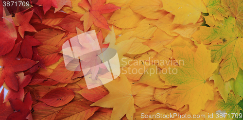 Image of autumn leaves texture