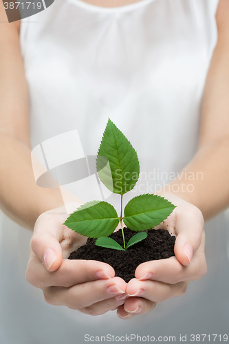 Image of hands holding young plant 