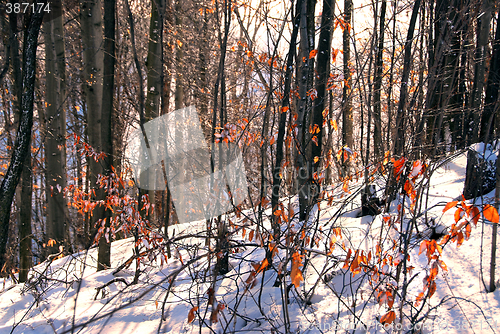 Image of Winter forest