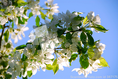 Image of Apple blossom
