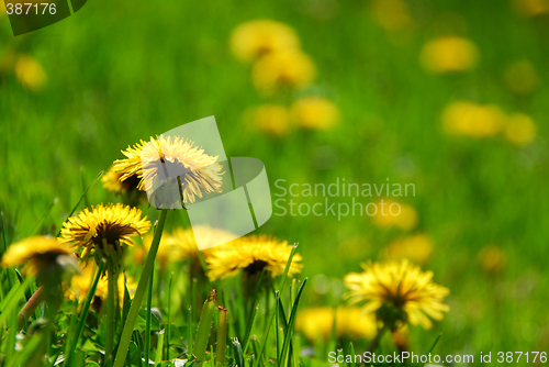 Image of Blooming dandelions