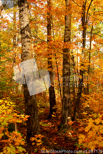 Image of Fall forest