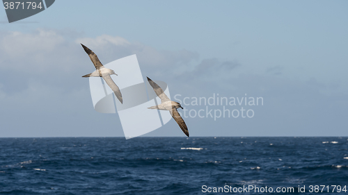 Image of Light-mantled sooty Albatross flying.