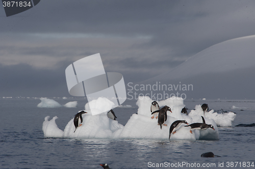 Image of Gentoo Penguin  jump from the ice