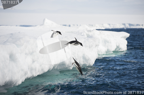 Image of Adelie Penguin