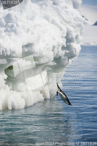 Image of Adelie Penguin