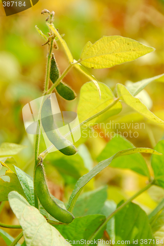 Image of Soybeans