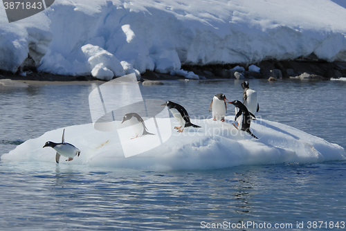 Image of Gentoo Penguin  jump from the ice