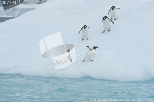 Image of Gentoo Penguin  jump from the ice