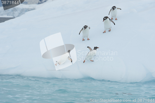 Image of Gentoo Penguin  jump from the ice