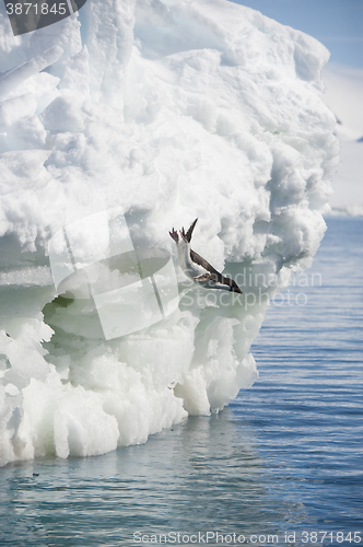 Image of Adelie Penguin