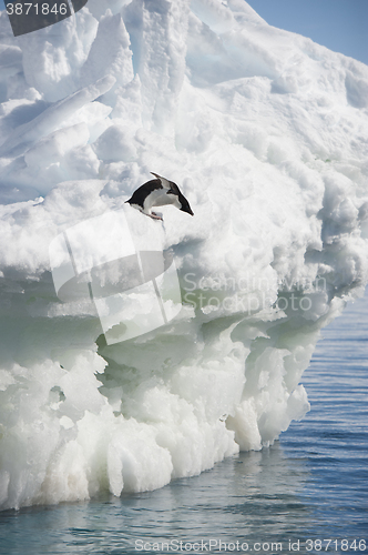 Image of Adelie Penguin