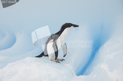 Image of Adelie Penguin