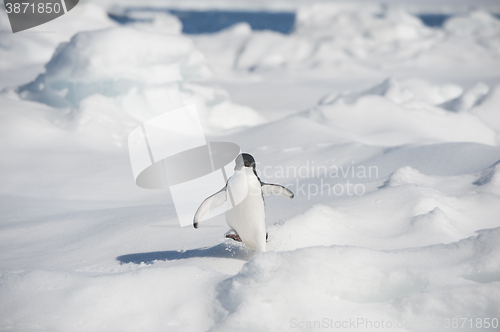 Image of Adelie Penguin