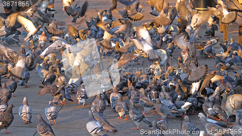 Image of Pigeons