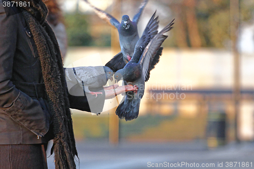 Image of Feeding Pigeons