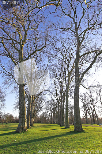 Image of Winter in Hyde Park