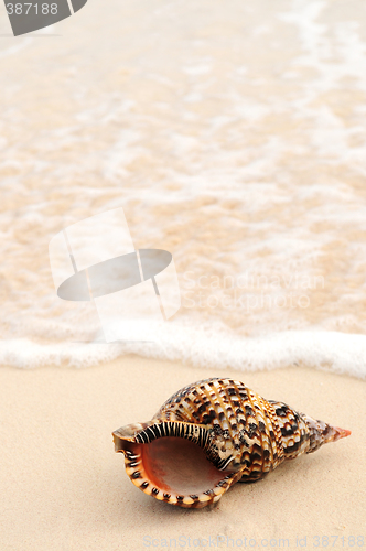 Image of Seashell and ocean wave