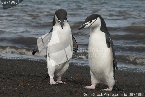 Image of Chinstrap Penguin in Anatcrtica