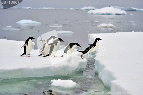 Image of Adelie Penguin