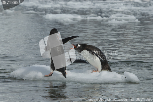 Image of Two Gentoo Penguins