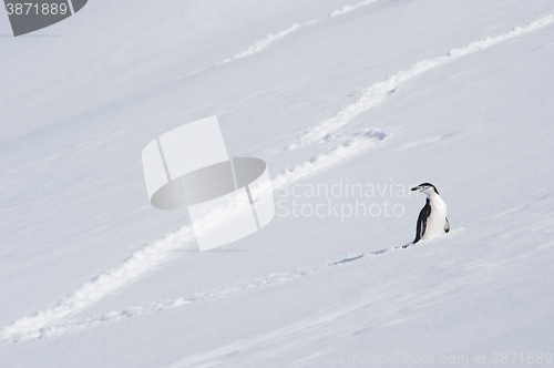 Image of Chinstrap Penguin in Anatcrtica