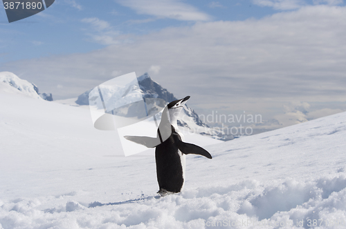 Image of Chinstrap Penguin in Anatcrtica