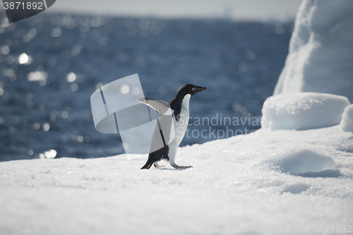 Image of Adelie Penguin