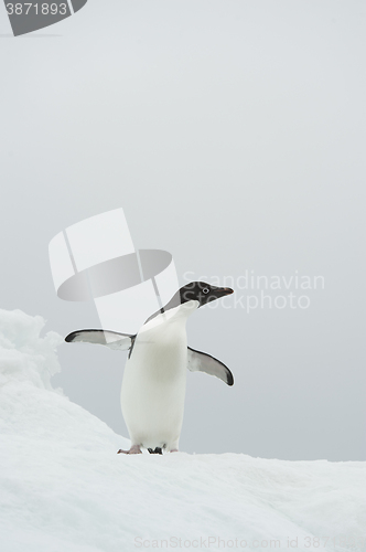 Image of Adelie Penguin