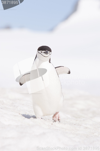 Image of Chinstrap Penguin in Anatcrtica