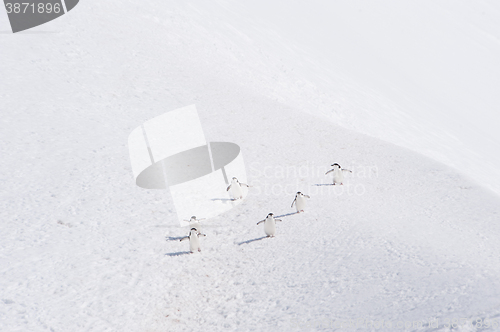 Image of Chinstrap Penguins in Anatcrtica