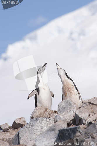 Image of Chinstrap Penguin in Anatcrtica