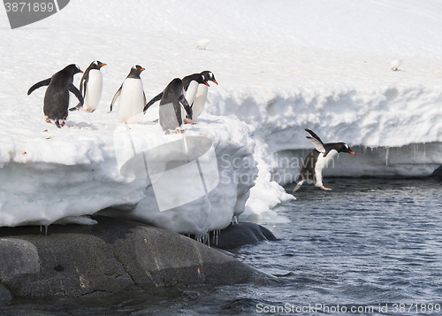 Image of Gentoo Penguin  jump from the ice