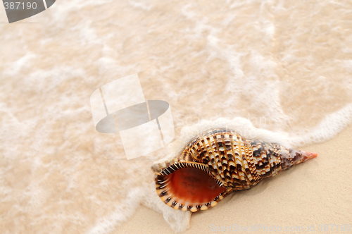 Image of Seashell and ocean wave