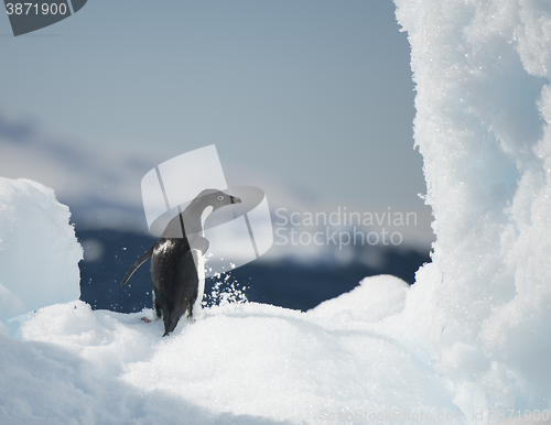 Image of Adelie Penguin