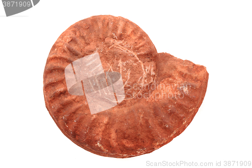 Image of ammonite fossil isolated