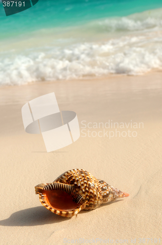 Image of Seashell and ocean wave