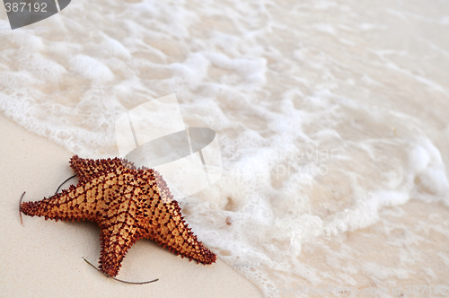 Image of Starfish and ocean wave