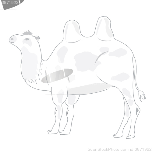 Image of Drawing of the camel on white background