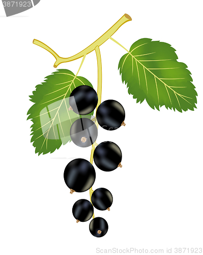 Image of Branch of the black currant