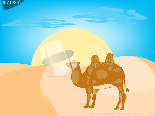 Image of Camel in desert