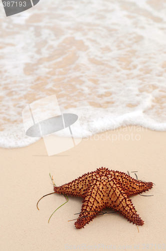 Image of Starfish and ocean wave