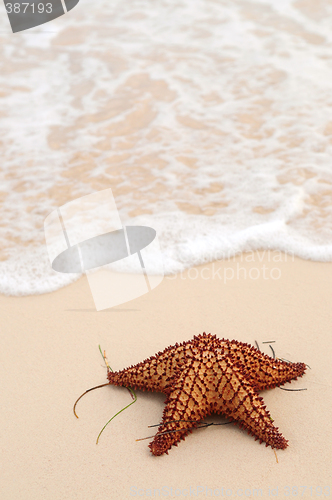 Image of Starfish and ocean wave