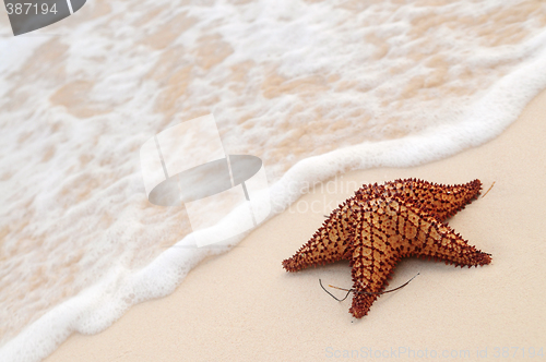 Image of Starfish and ocean wave