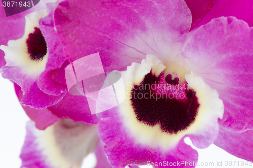 Image of Orchid