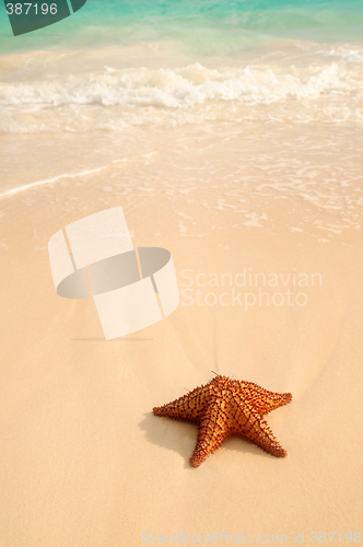 Image of Starfish and ocean wave