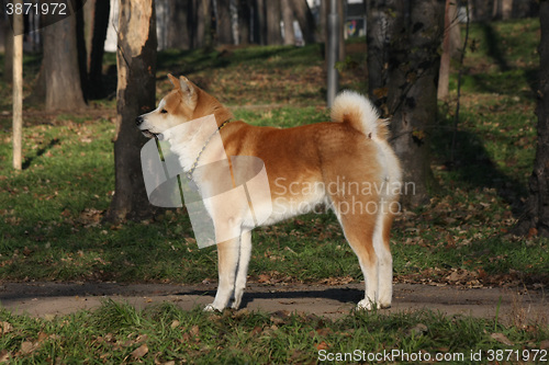 Image of Gorgeus dog posing in the forest