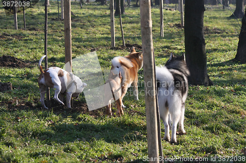 Image of Friendly dog company in the forest