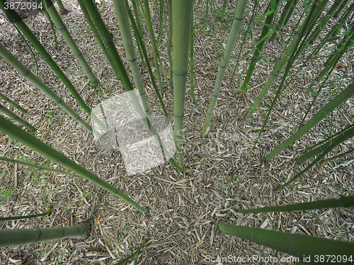 Image of Bamboo tree perspective