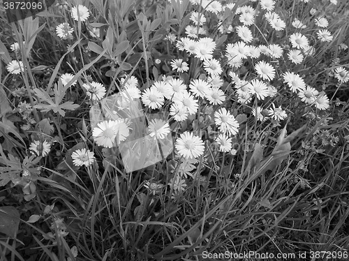 Image of White Daisy flower